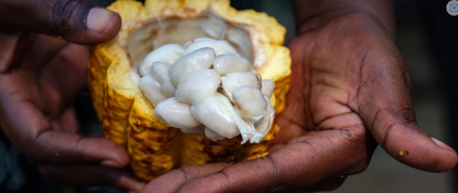 26/12/23 Contrebande de cacao: l'inquiétude monte en Côte d'Ivoire