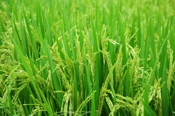 13/03/2020 La Côte d’Ivoire revoit sa stratégie nationale sur le riz
