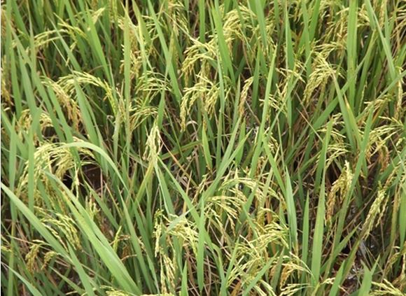 06/11/17 Une unité de transformation du riz local ouverte à Gagnoa