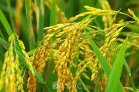 16/09/20 Encore $ 140 millions pour la filière riz en Côte d'Ivoire