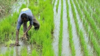 16/07/18  La BID engage FCFA 170 milliards dans la filire riz en Afrique de lOuest