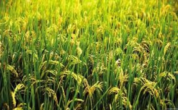 08/08/22 Plus de € 35 millions pour les aménagements hydro-agricoles rizicoles en Côte d'Ivoire