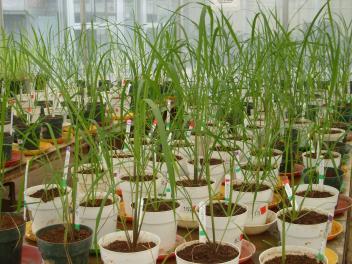 22/12/16 Des gnes du riz coren dans la slection rizicole en Afrique