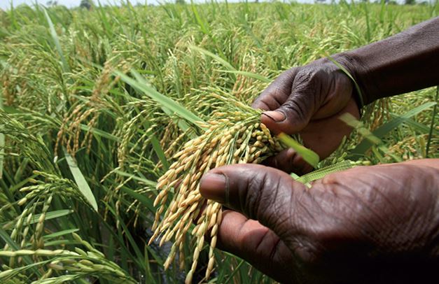 30/08/19  Le Japon s’engage à doubler la production de riz en Afrique d’ici 2030