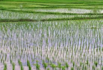 10/09/18  Hausse de 12% des rendements du riz en Cte d'Ivoire