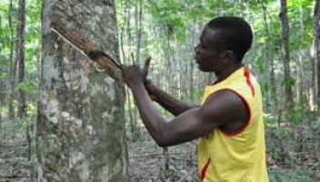23/10/18  L'Apromac recrute 56 000 jeunes pour tre saigneurs d'hva en Cte d'Ivoire