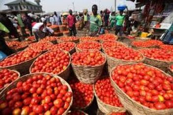 29/03/17 Le Nigeria renforce encore son protectionnisme sur le segment tomate