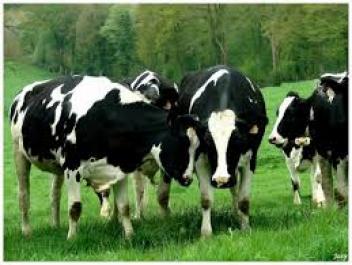24/02/171000 vaches laitières seront importées à Kaolack au Sénégal