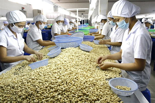 08/01/18  Le Vietnam enregistre un record dexportation de noix de cajou en 2017