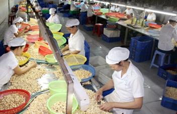 03/06/17 Le Vietnam ambitionne daccrotre ses superficies de cajou