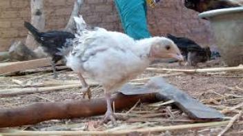 07/08/17  Le Burkina interdit toujours les importations avicoles de Cte d'Ivoire et du Ghana
